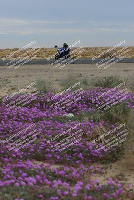 media/Jan-14-2023-SoCal Trackdays (Sat) [[497694156f]]/Turn 14 Exit Bloomig (145pm)/